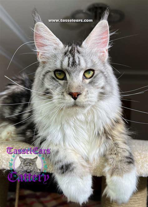 Tassel ear maine coon for sale Reputable, TICA & CFA Registered Since 2015 Here You Can View Our Currently Available, Highly-Reviewed, Exceptional, XL Maine Coon Kittens for Sale and Retired, European-Imported Adults. . Tassel ear maine coon for sale